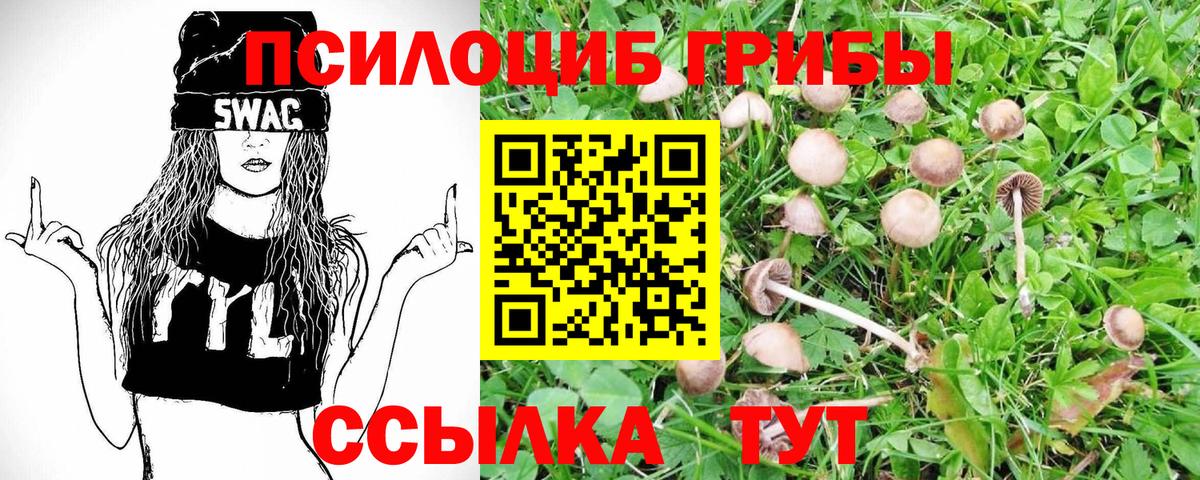 Губкин  Галлюциногенные грибы GOLDEN TEACHER  Вход с VPN  Галлюциногенные грибы мицелий 